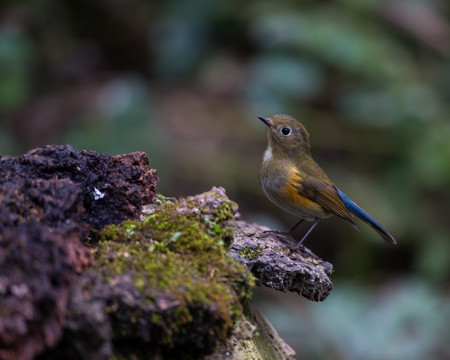 橙胸姬鹟 小鸟