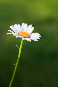 小菊花