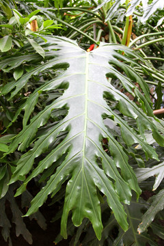 热带植物 叶子 树叶 园艺