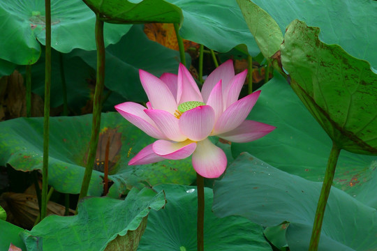 荷花