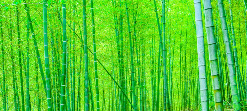 竹林寬幅