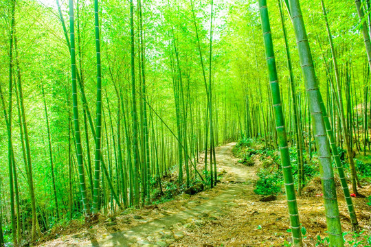 竹林小路