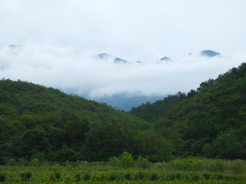 森林林地