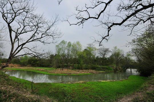 西溪湿地