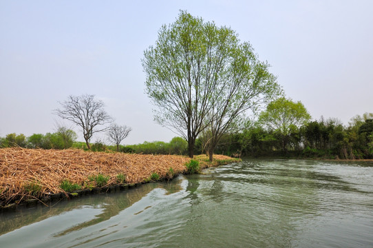 西溪湿地