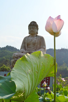 荷花佛祖