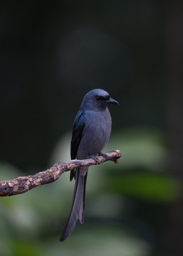 黑卷尾 林鸟