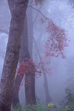 森林浓雾