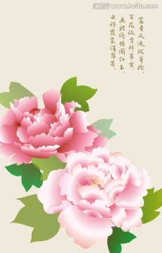牡丹花