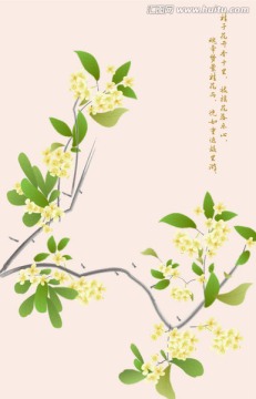 桂花