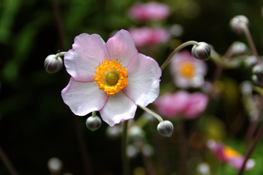 花草