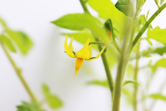 圣女果花