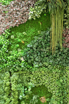 绿植 植物墙 植物
