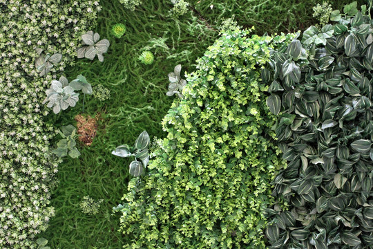 绿植 植物墙 植物 图案