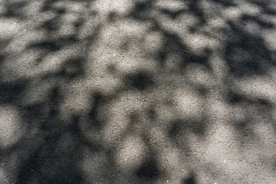 地面树影 光影