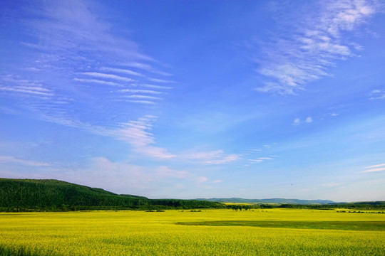 农田油菜花