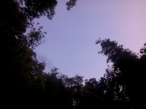 天空与竹林