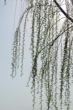 柳枝