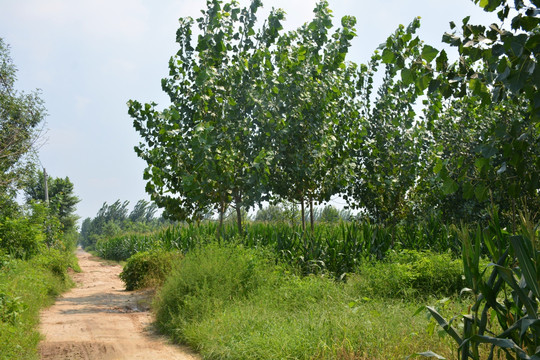 田间小路