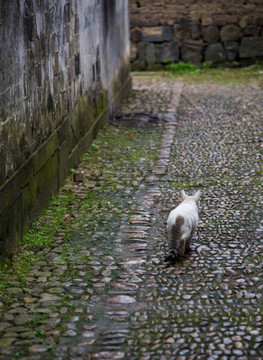 小巷里的猫