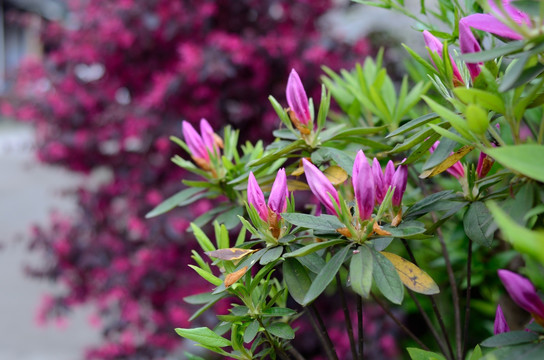 杜鹃花 花苞