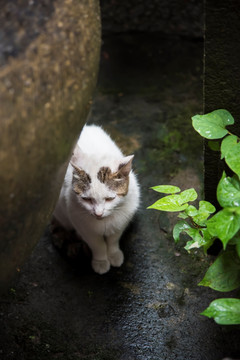 水缸边的家猫