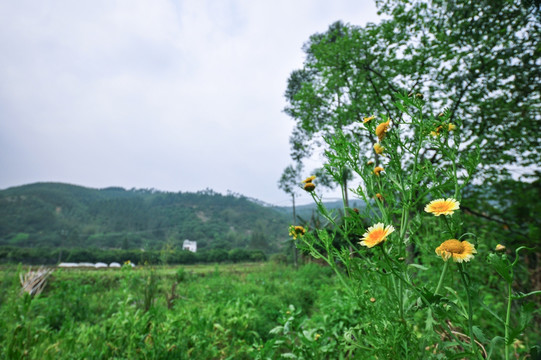 野菊花