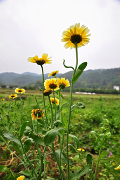 茼蒿花