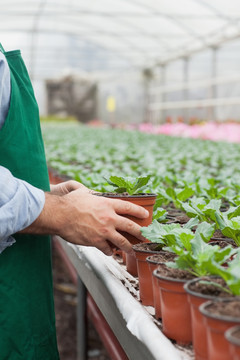 移植盆栽植物的工人