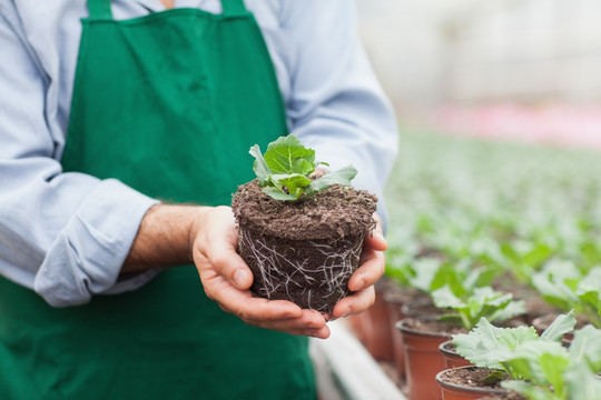 移植盆栽植物的工人