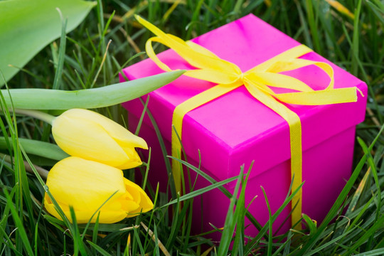 粉红的礼品盒和郁金香在草地上