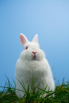 草地上的小白兔