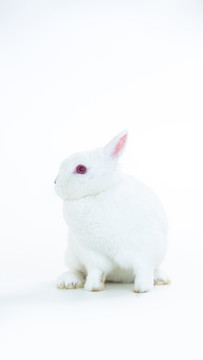 白色背景下的小白兔