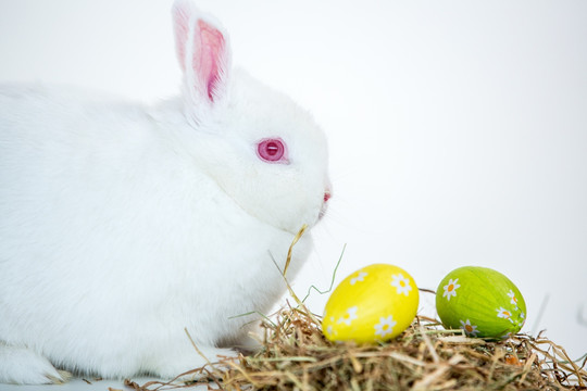 彩蛋旁的小白兔