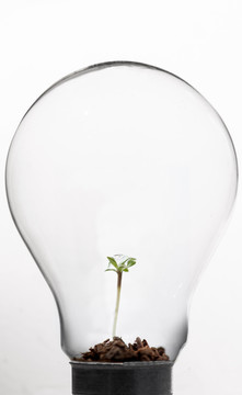 植物内的灯泡对白色背景