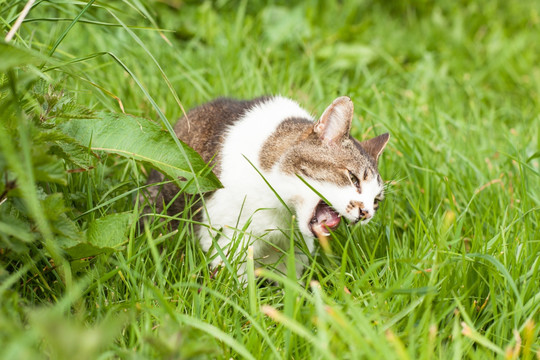 咬着草的猫咪