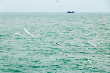 海面海鸟