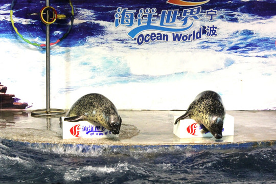 海洋世界 海豹