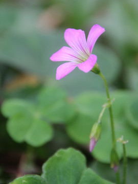 小紫花