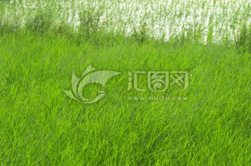 绿色野草