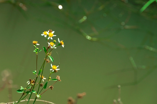 白花鬼针草