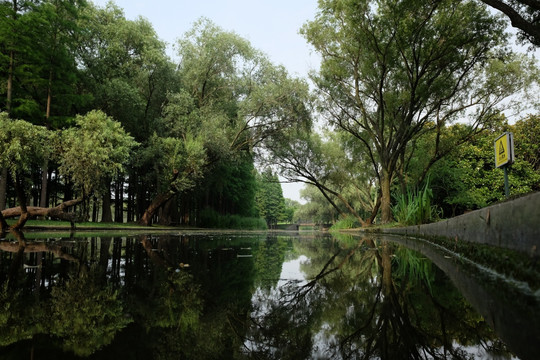 小河 森林