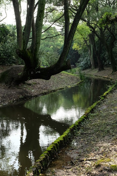 小河 森林