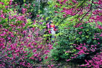 花海