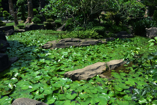 睡莲池