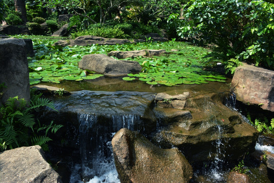 睡莲池