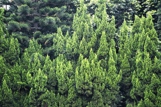 松柏 园林绿化植物