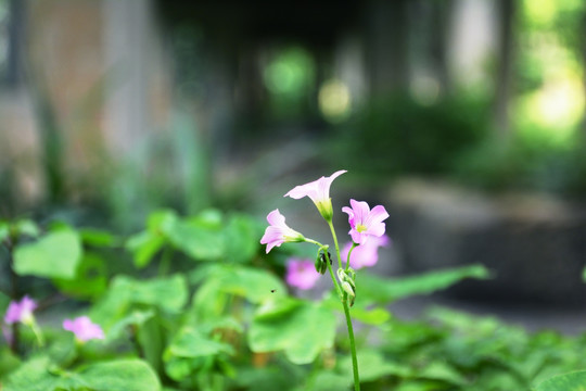 小花微景摄影