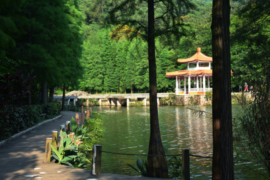 湿地公园 唯美风景