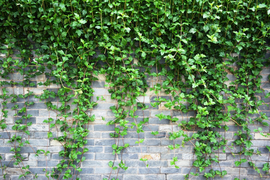 藤条植物背景墙
